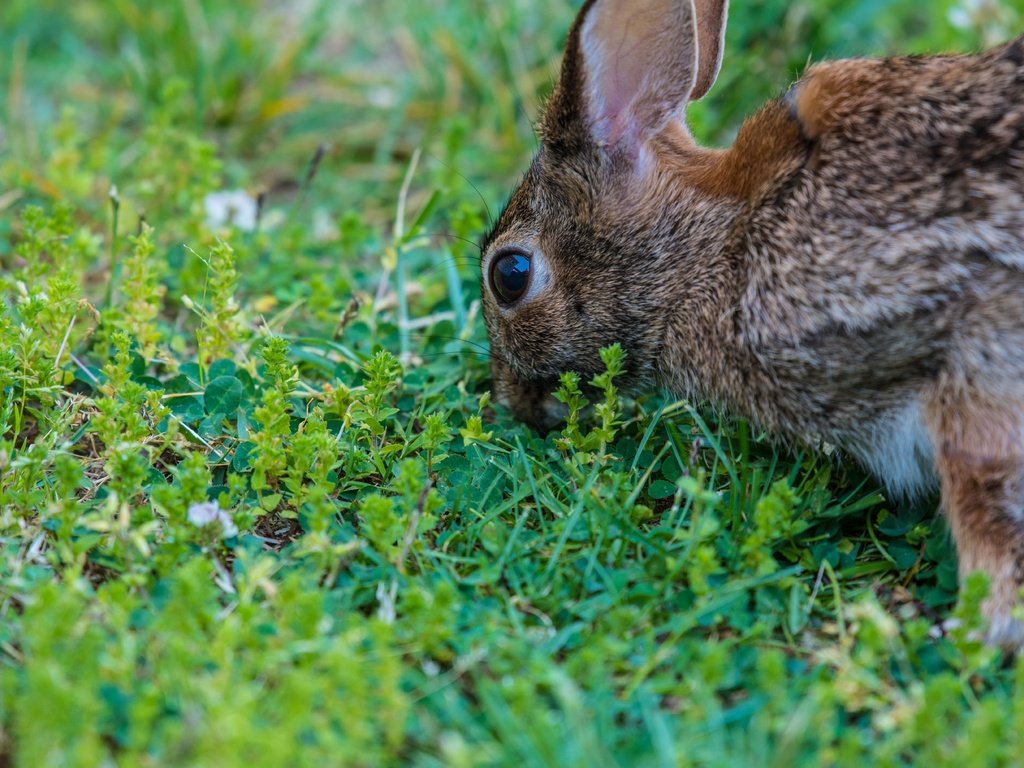 Обои глаза, трава, растения, кролик, заяц, eyes, grass, plants, rabbit, hare разрешение 6016x4016 Загрузить