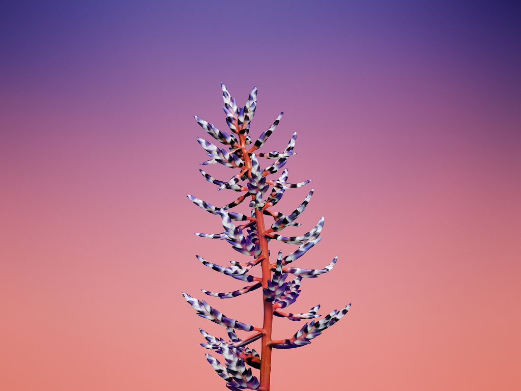 Обои цветок, растение, стебель, эхмея, aechmea, flower, plant, stem, ehmeya разрешение 2524x2524 Загрузить