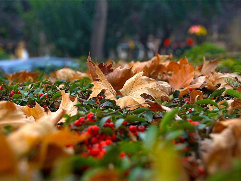 Обои природа, листья, ягода, осень, рябина, nature, leaves, berry, autumn, rowan разрешение 3030x2036 Загрузить