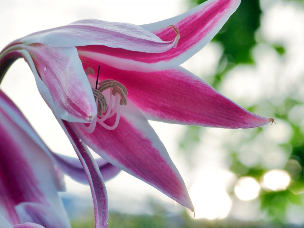 Обои цветы, лепестки, лилия, боке, flowers, petals, lily, bokeh разрешение 1920x1275 Загрузить