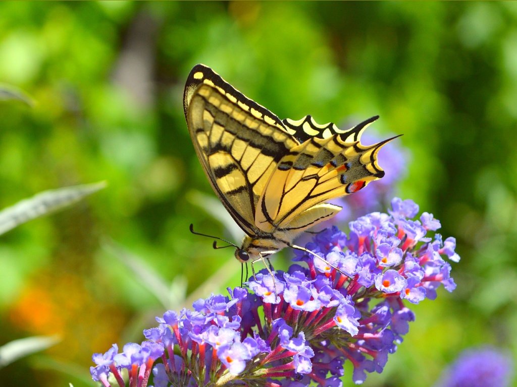 Обои цветы, насекомое, бабочка, крылья, flowers, insect, butterfly, wings разрешение 3004x1877 Загрузить