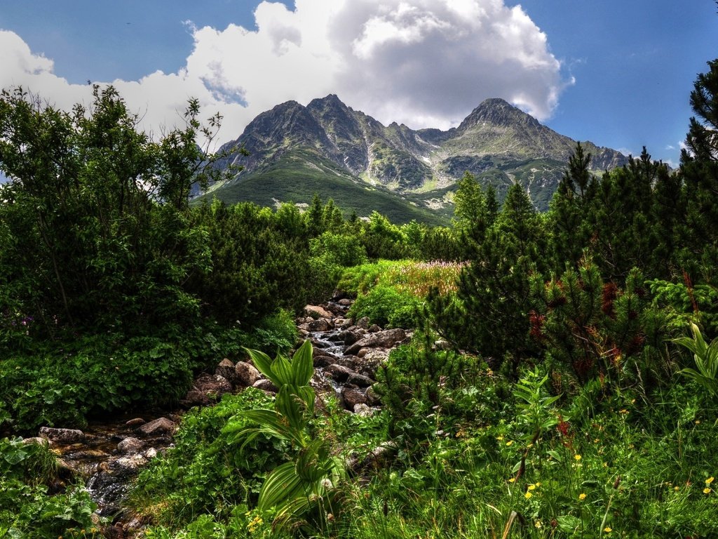 Обои небо, облака, деревья, горы, зелень, растения, the sky, clouds, trees, mountains, greens, plants разрешение 2560x1600 Загрузить