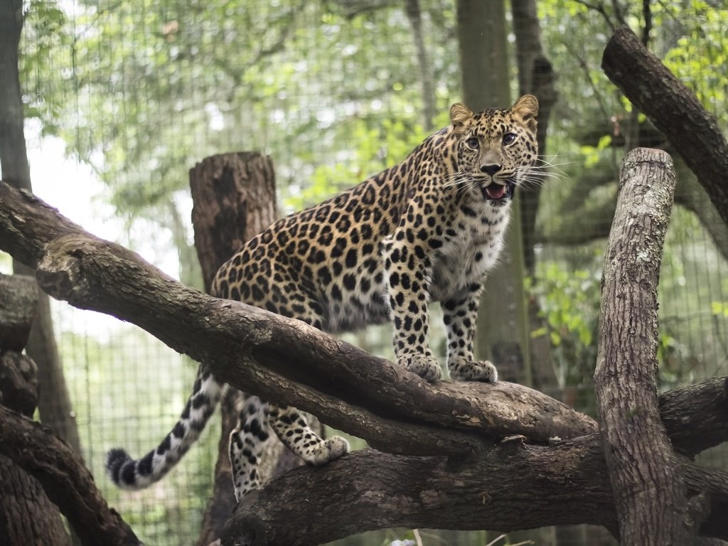 Обои леопард, хищник, животное, зоопарк, дикая кошка, leopard, predator, animal, zoo, wild cat разрешение 3888x2592 Загрузить