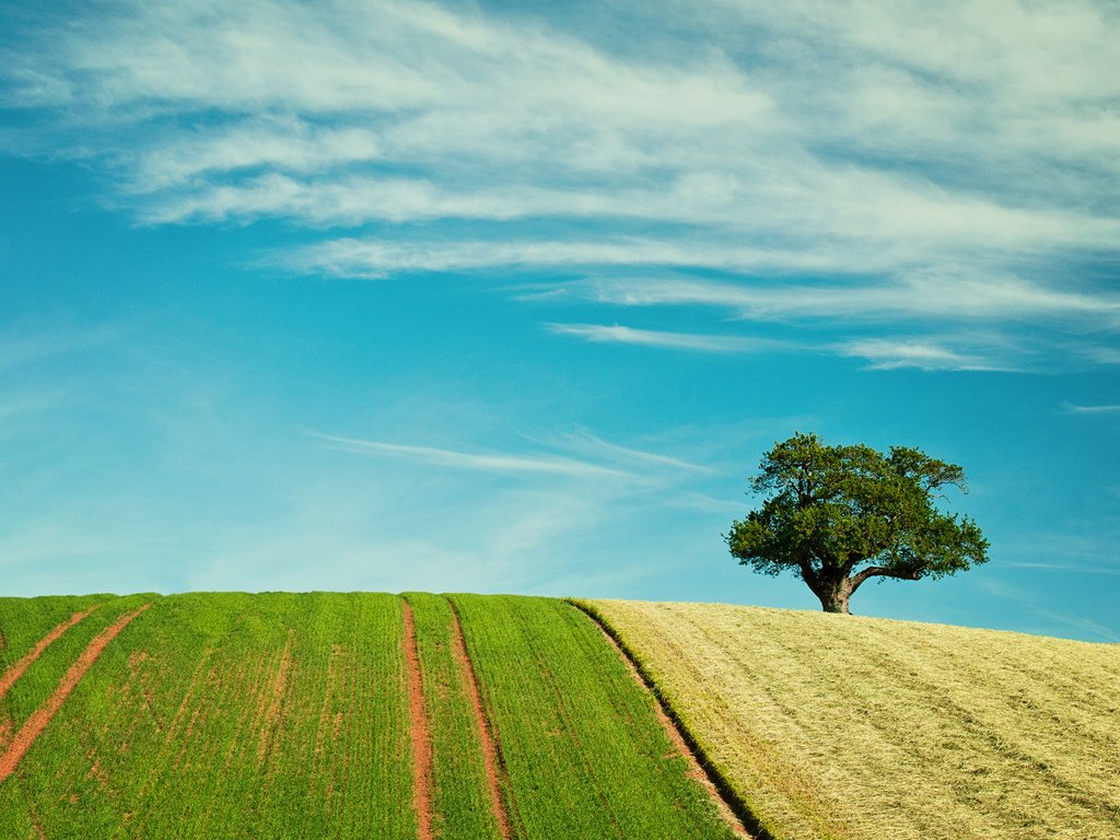 Обои небо, природа, дерево, поля, поле, the sky, nature, tree, field разрешение 2880x1800 Загрузить