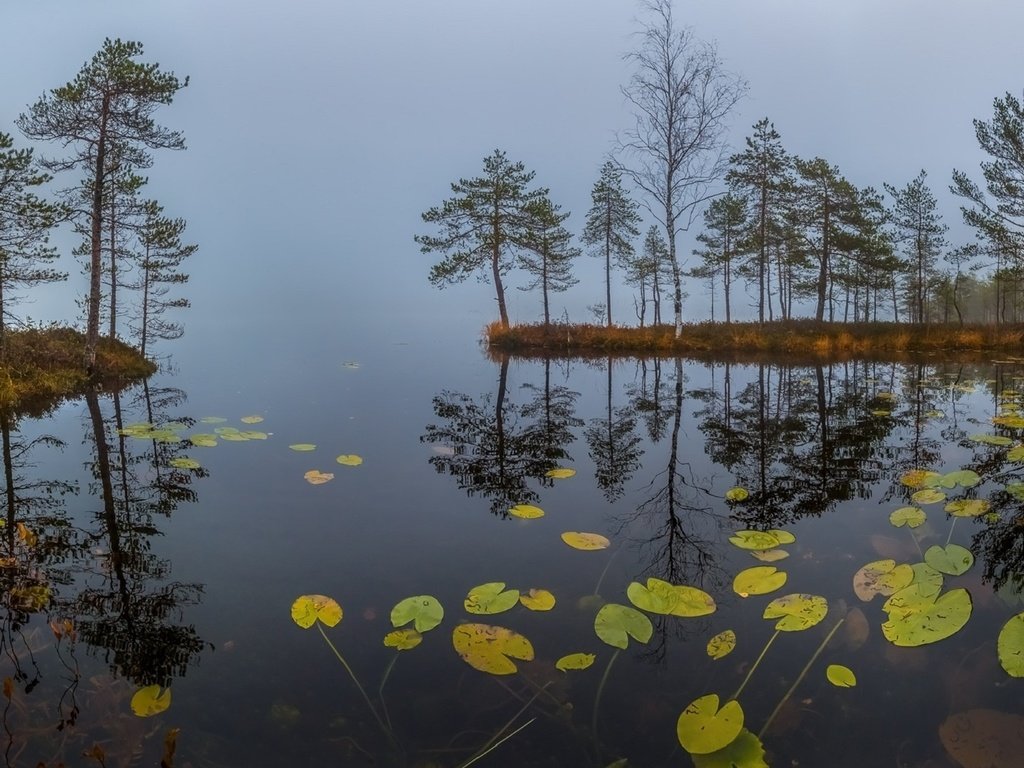 Обои трава, озеро, туман, рассвет, осень, сосны, кувшинки, октябрь, grass, lake, fog, dawn, autumn, pine, water lilies, october разрешение 1920x1080 Загрузить