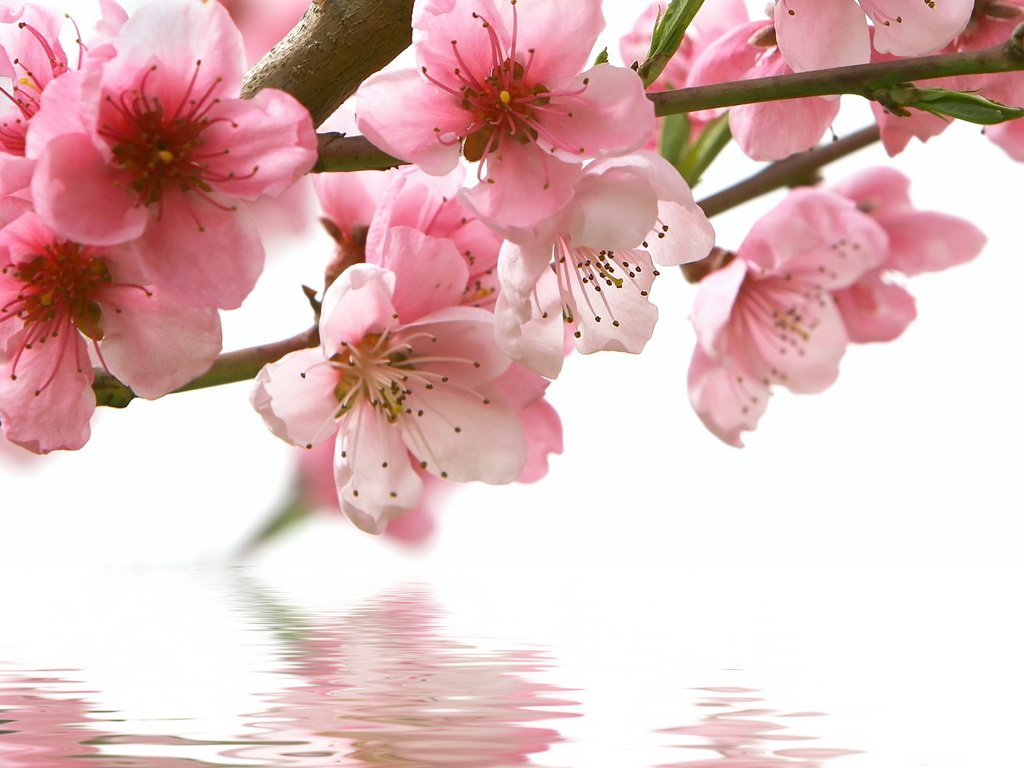 Обои цветы, вода, ветка, отражение, весна, розовые, сакура, flowers, water, branch, reflection, spring, pink, sakura разрешение 3840x2160 Загрузить