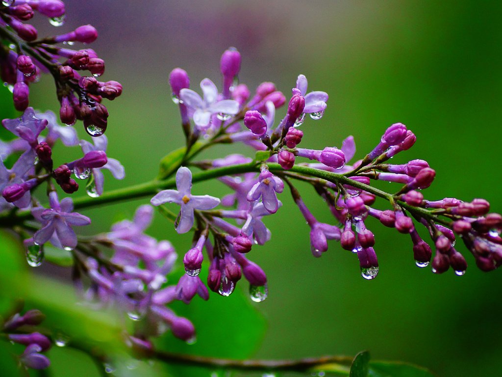 Обои цветы, ветка, природа, макро, капли, сирень, flowers, branch, nature, macro, drops, lilac разрешение 5456x3632 Загрузить