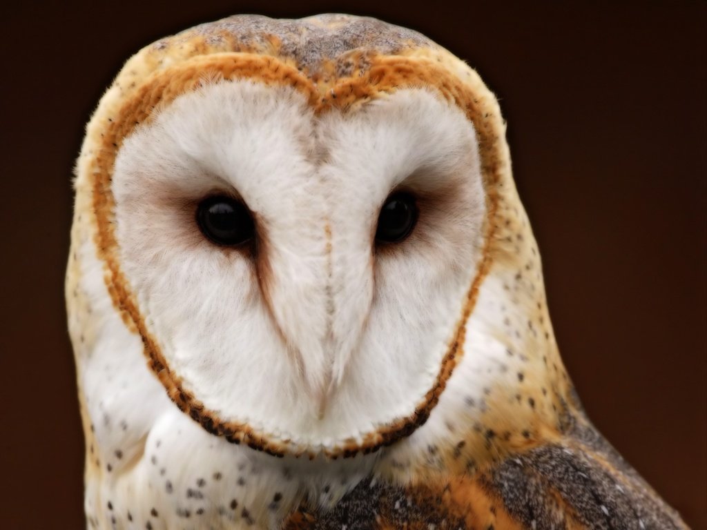 Обои сова, фон, взгляд, птица, сипуха, owl, background, look, bird, the barn owl разрешение 2560x1920 Загрузить