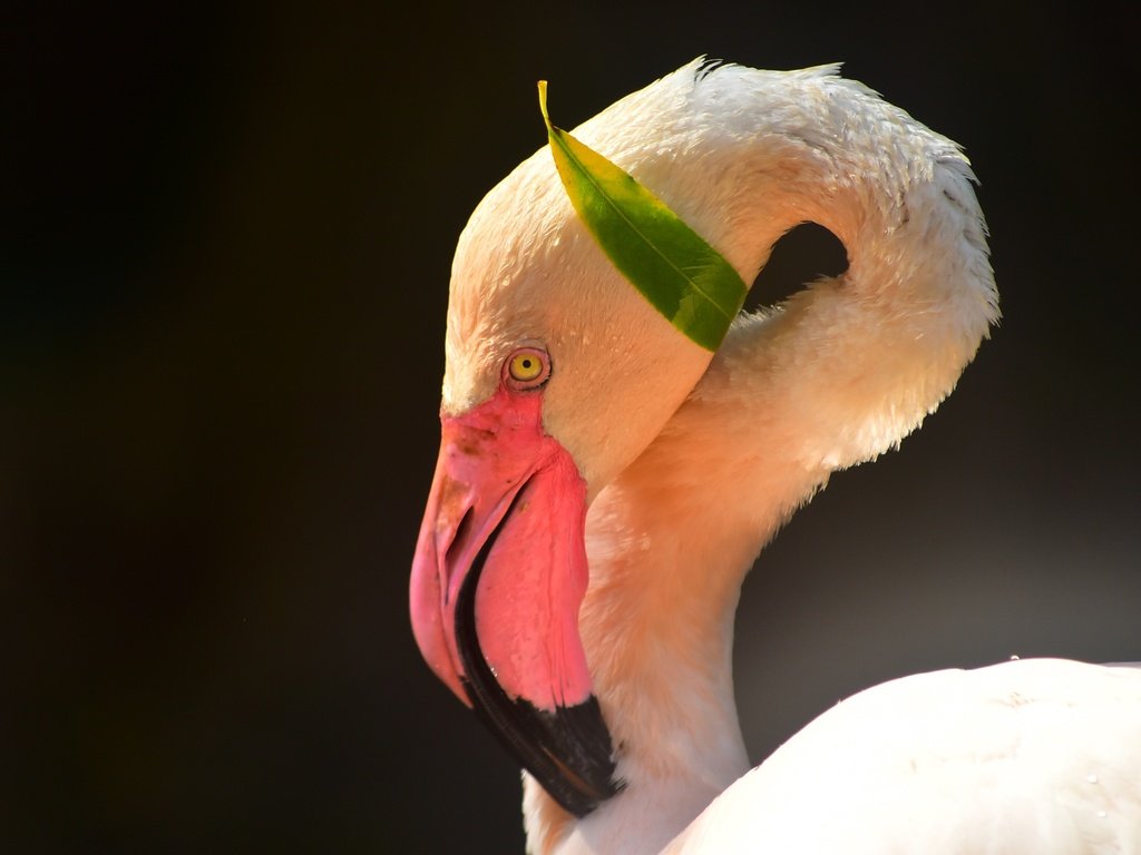 Обои морда, фламинго, птица, клюв, черный фон, шея, face, flamingo, bird, beak, black background, neck разрешение 2944x2000 Загрузить
