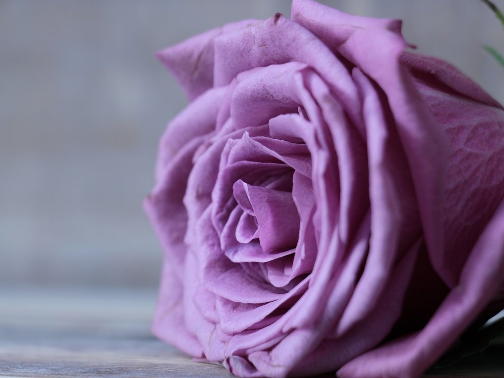 Обои цветок, роза, лепестки, бутон, крупным планом, flower, rose, petals, bud, closeup разрешение 5184x3301 Загрузить