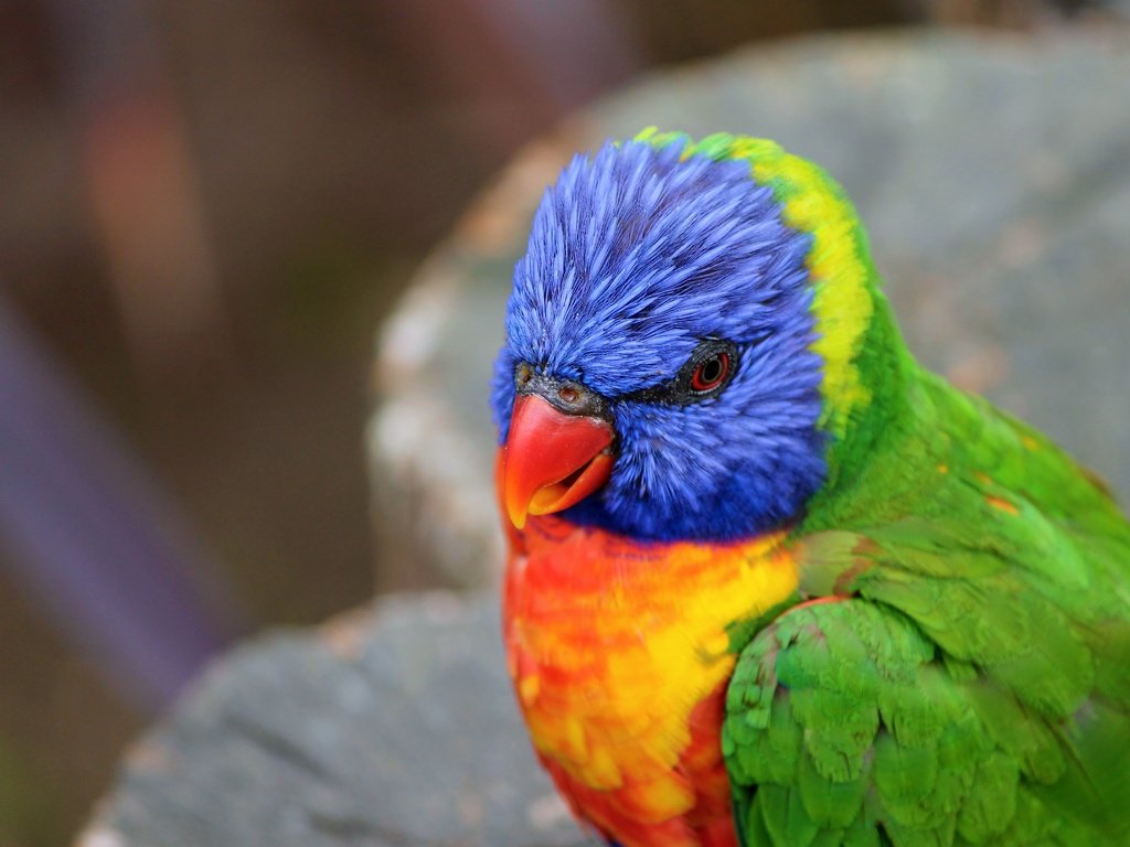 Обои птица, клюв, перья, попугай, радужный лорикет, bird, beak, feathers, parrot, rainbow lorikeet разрешение 4272x2848 Загрузить