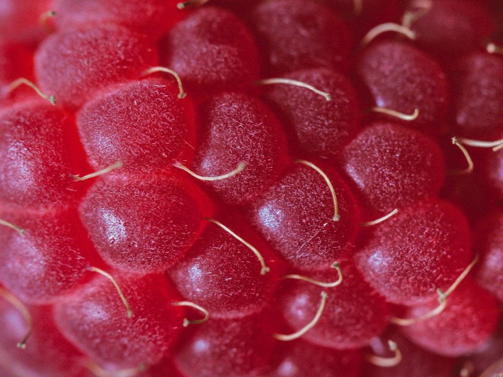 Обои малина, ягода, крупным планом, raspberry, berry, closeup разрешение 3749x2779 Загрузить