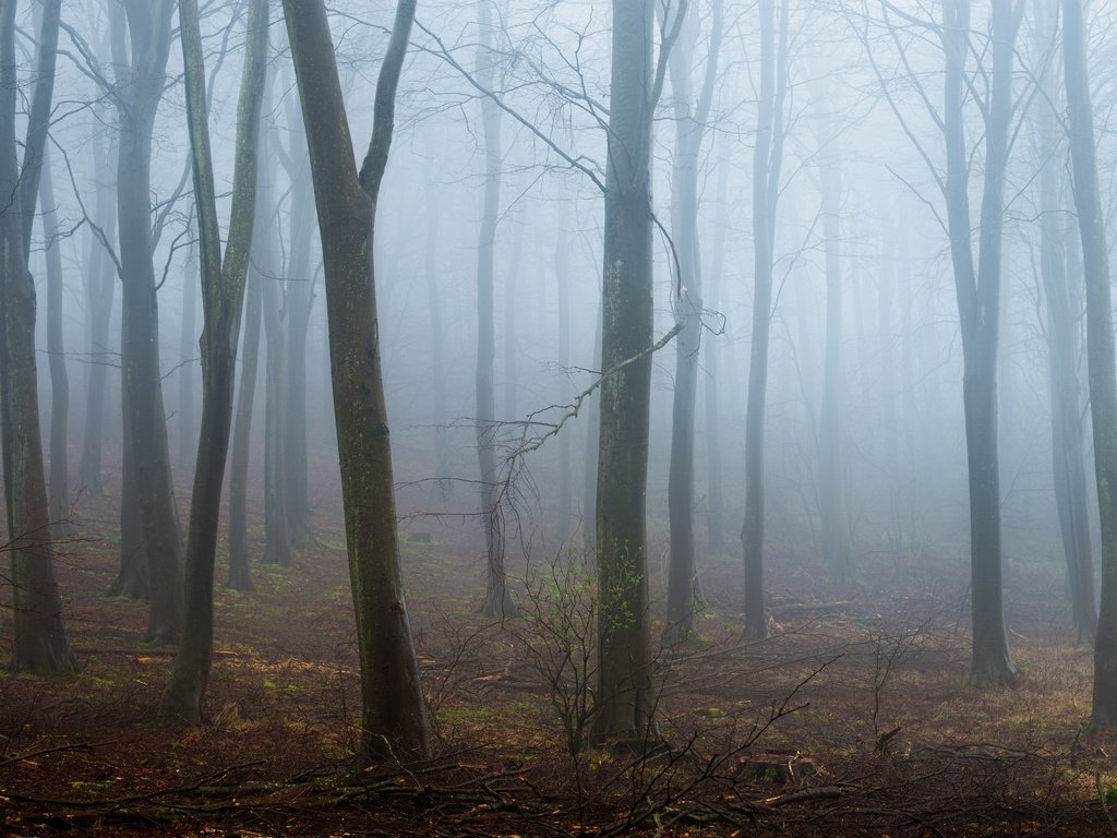 Обои деревья, лес, туман, стволы, trees, forest, fog, trunks разрешение 2048x1367 Загрузить