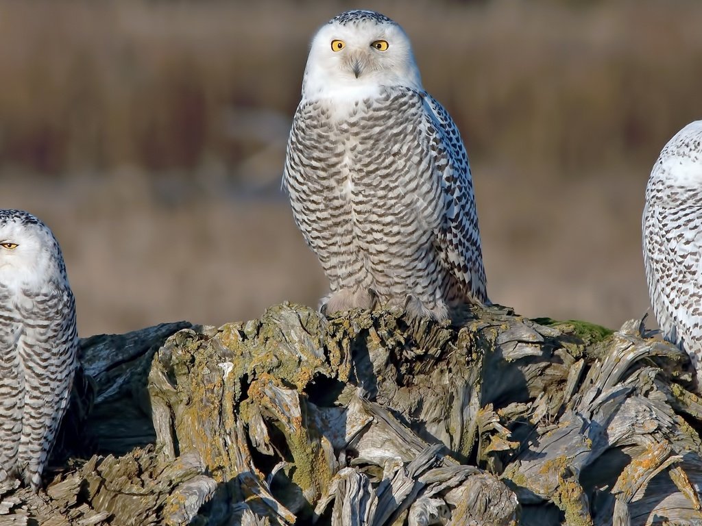 Обои бревно, трио, совы, полярная сова, белая сова, log, trio, owls, snowy owl, white owl разрешение 1920x1080 Загрузить