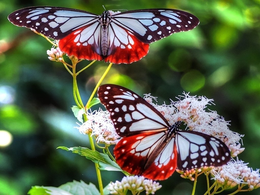 Обои цветы, крылья, насекомые, размытость, бабочки, flowers, wings, insects, blur, butterfly разрешение 1920x1080 Загрузить