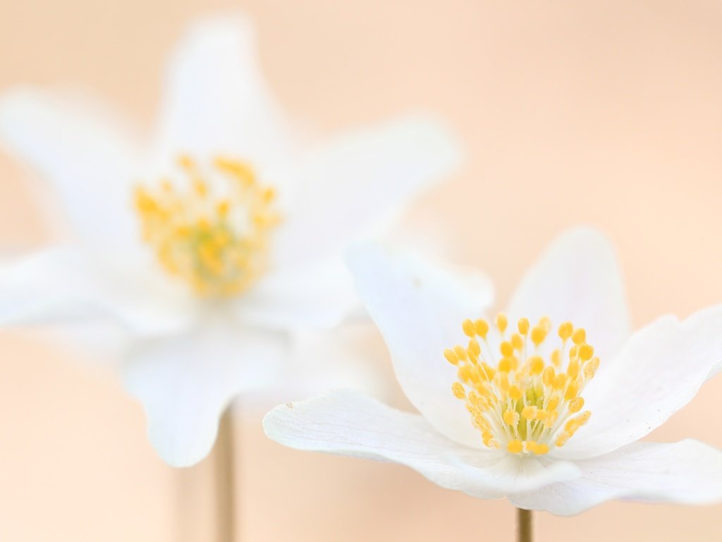 Обои цветы, макро, лепестки, размытость, белые, анемон, flowers, macro, petals, blur, white, anemone разрешение 5278x3219 Загрузить