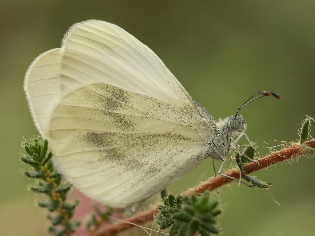 Обои макро, насекомое, бабочка, крылья, растение, белянка, macro, insect, butterfly, wings, plant, belyanka разрешение 2048x1365 Загрузить