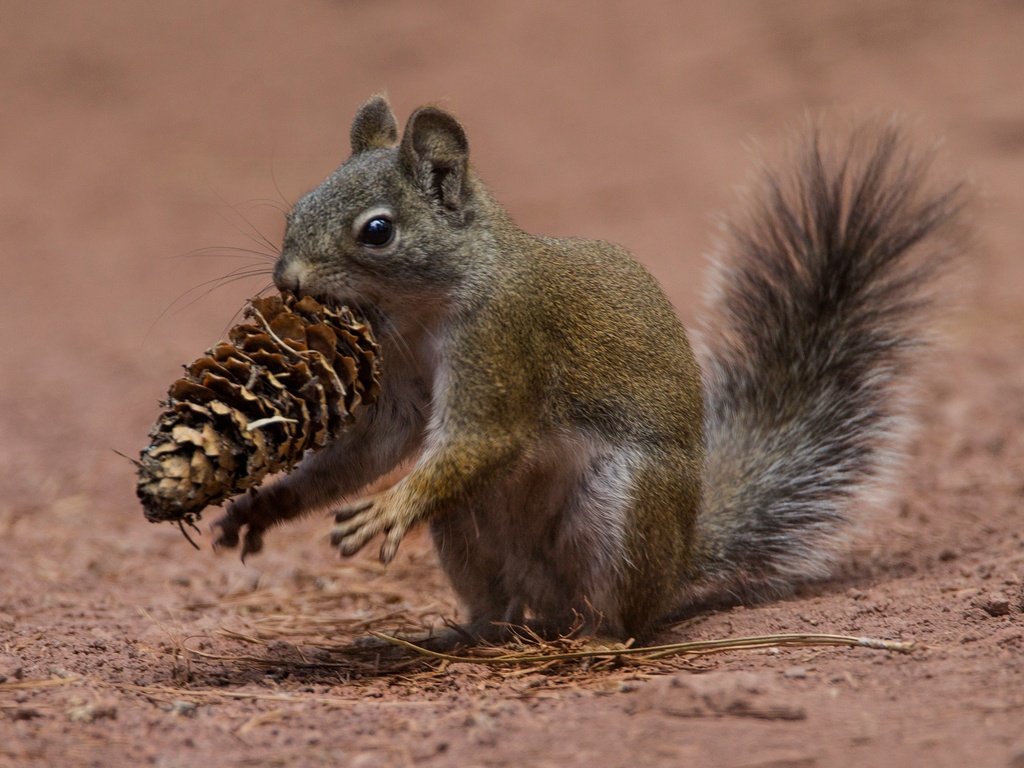 Обои ушки, шишка, белка, хвост, белочка, грызун, ears, bump, protein, tail, squirrel, rodent разрешение 2048x1332 Загрузить