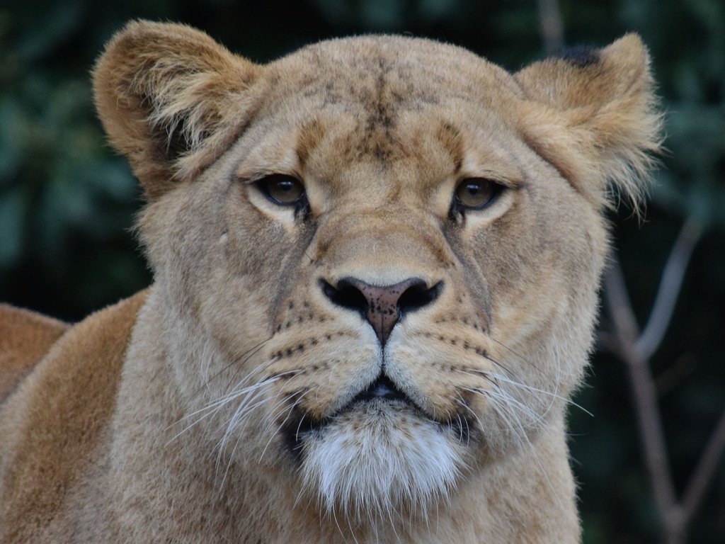 Обои морда, взгляд, хищник, лев, львица, дикая кошка, face, look, predator, leo, lioness, wild cat разрешение 3915x2610 Загрузить