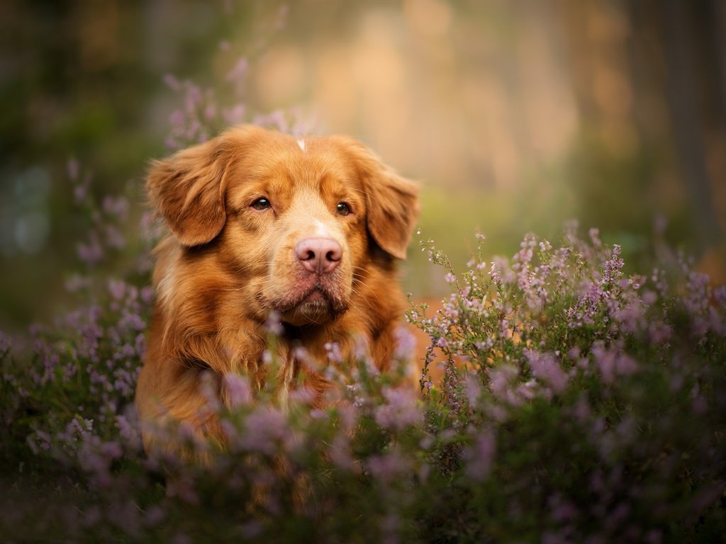 Обои морда, взгляд, собака, боке, вереск, новошотландский ретривер, face, look, dog, bokeh, heather, nova scotia duck tolling retriever разрешение 2048x1363 Загрузить