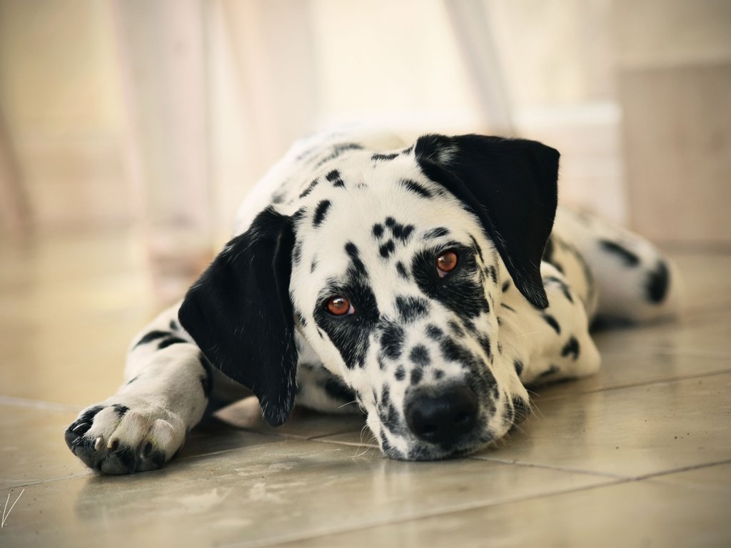 Обои морда, взгляд, собака, далматин, на полу, face, look, dog, dalmatian, on the floor разрешение 4000x2667 Загрузить