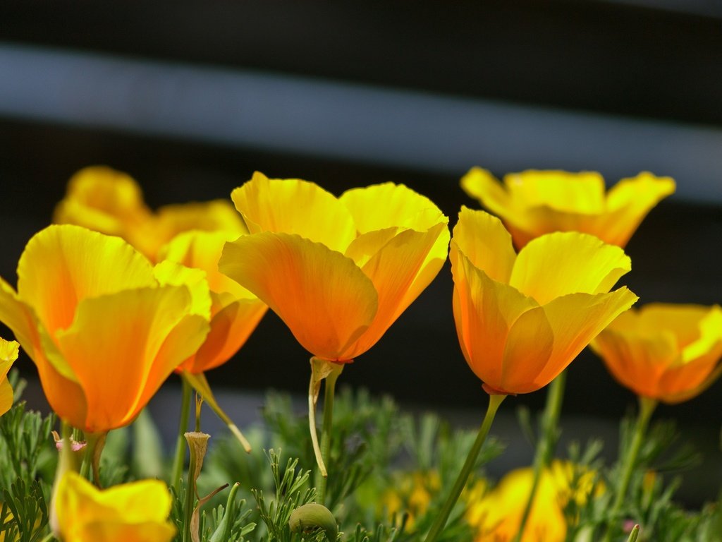 Обои цветы, лепестки, весна, эшшольция, калифорнийский мак, flowers, petals, spring, escholzia, california poppy разрешение 2136x1424 Загрузить