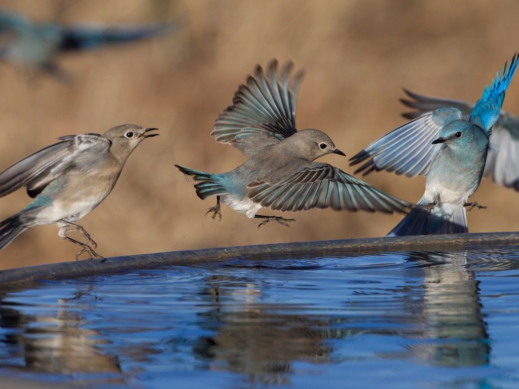 Обои вода, отражение, крылья, птицы, клюв, перья, стая, голубая сиалия, water, reflection, wings, birds, beak, feathers, pack, blue sialia разрешение 2048x1365 Загрузить