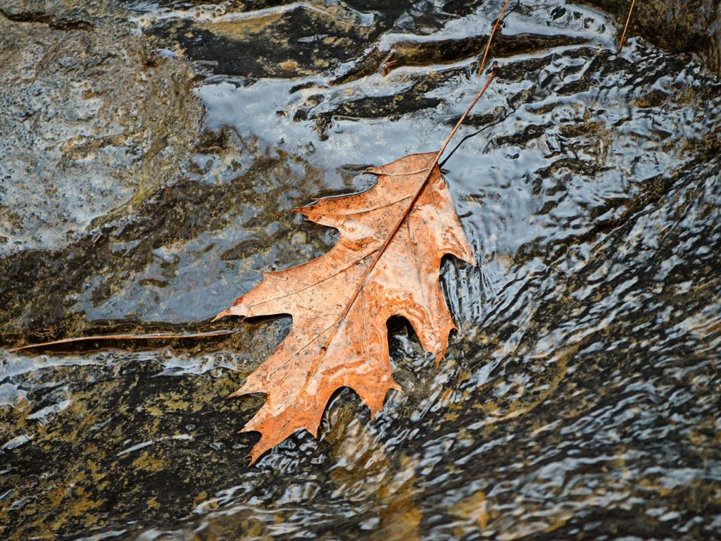 Обои вода, природа, осень, поток, лист, листик, осенний лист, water, nature, autumn, stream, sheet, leaf разрешение 4000x2649 Загрузить