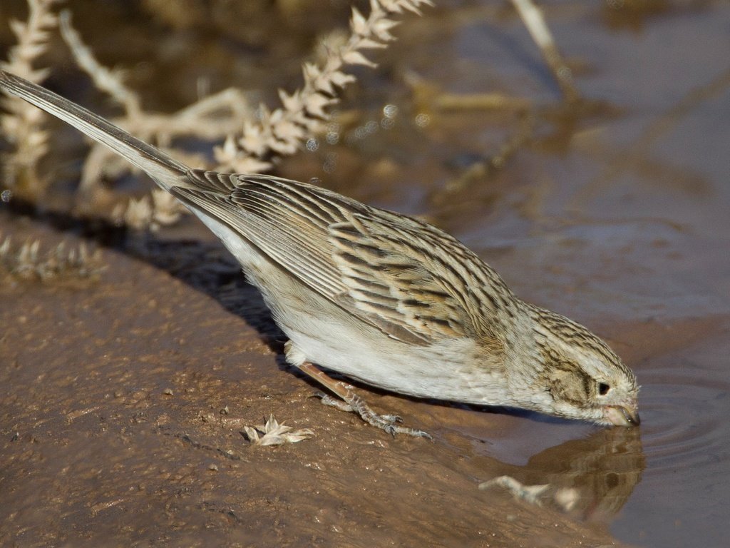 Обои вода, птица, хвост, воробьиная, овсянка, воробьиная овсянка, water, bird, tail, passerine, oatmeal, passerine bunting разрешение 2048x1365 Загрузить