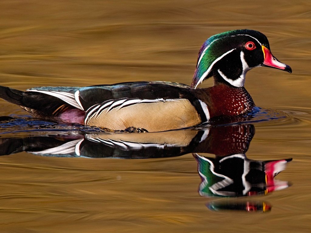 Обои вода, отражение, птица, клюв, перья, утка, каролинская утка, water, reflection, bird, beak, feathers, duck, wood duck разрешение 2048x1152 Загрузить