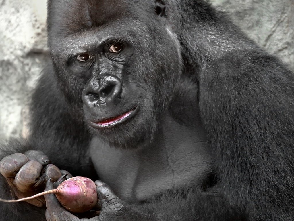 Обои глаза, взгляд, обезьяна, горилла, свекла, eyes, look, monkey, gorilla, beets разрешение 2048x1350 Загрузить