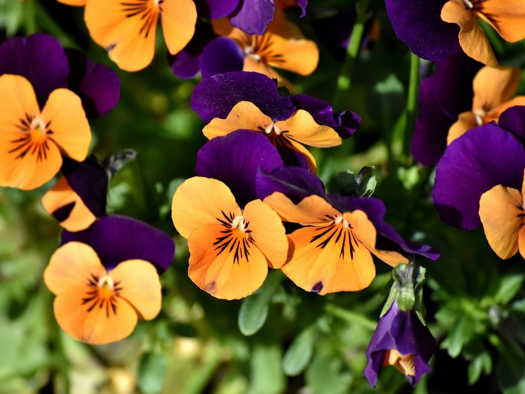 Обои цветы, анютины глазки, клумба, flowers, pansy, flowerbed разрешение 5488x3638 Загрузить