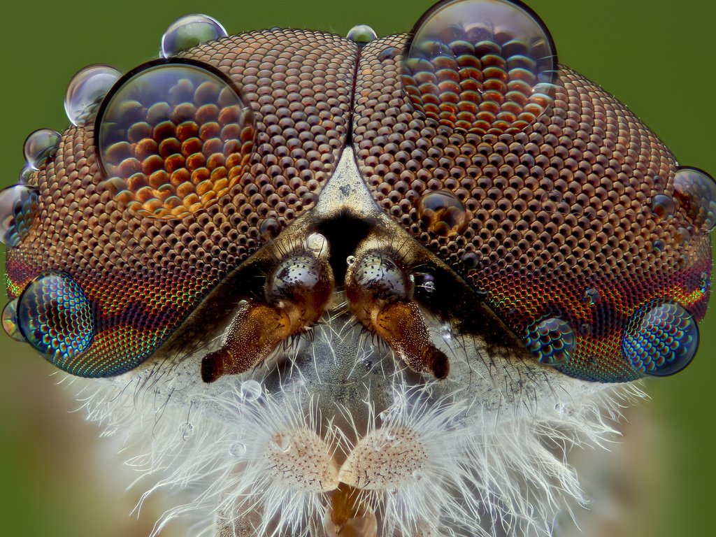 Обои глаза, макро, насекомое, фон, капли, муха, слепень, eyes, macro, insect, background, drops, fly разрешение 1920x1200 Загрузить