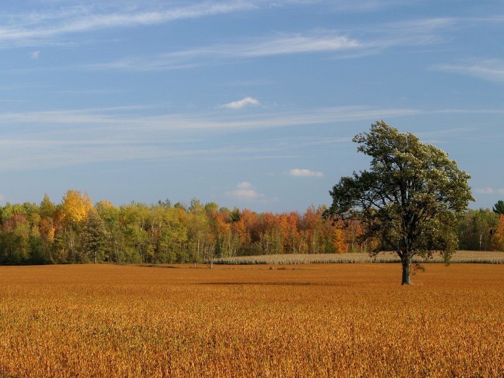 Обои небо, деревья, поле, осень, the sky, trees, field, autumn разрешение 1920x1080 Загрузить