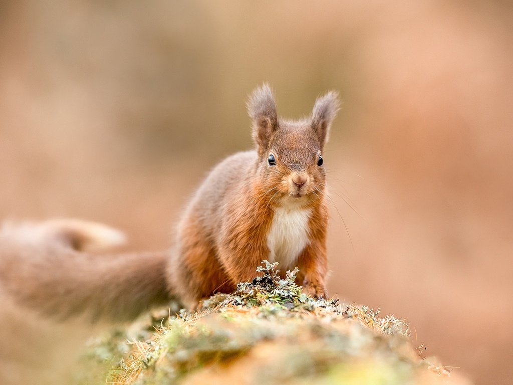 Обои рыжая, белка, белочка, грызун, зверюшка, red, protein, squirrel, rodent, pet разрешение 2048x1365 Загрузить