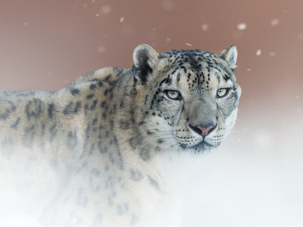 Обои фон, портрет, взгляд, снежный барс, ирбис, дикая кошка, снежный леопард, background, portrait, look, snow leopard, irbis, wild cat разрешение 1920x1200 Загрузить