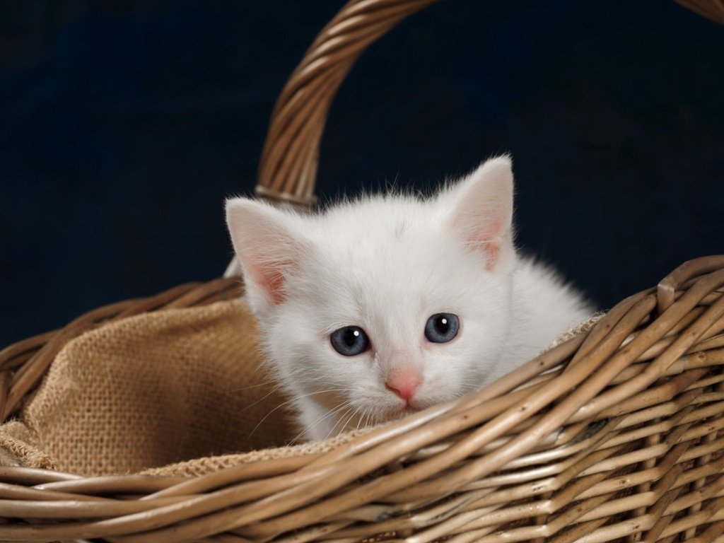 Обои котенок, корзина, kitty, basket разрешение 2560x1440 Загрузить