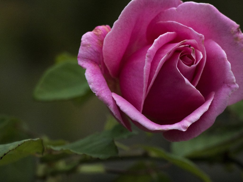 Обои листья, макро, цветок, роза, лепестки, бутон, leaves, macro, flower, rose, petals, bud разрешение 1920x1080 Загрузить