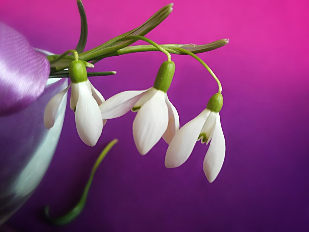 Обои подснежники белые на цветном фоне, snowdrops white on a colored background разрешение 4011x2982 Загрузить