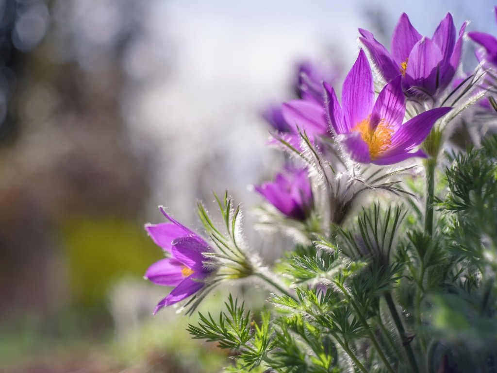 Обои цветы, природа, весна, сон-трава, flowers, nature, spring, sleep-grass разрешение 2048x1367 Загрузить