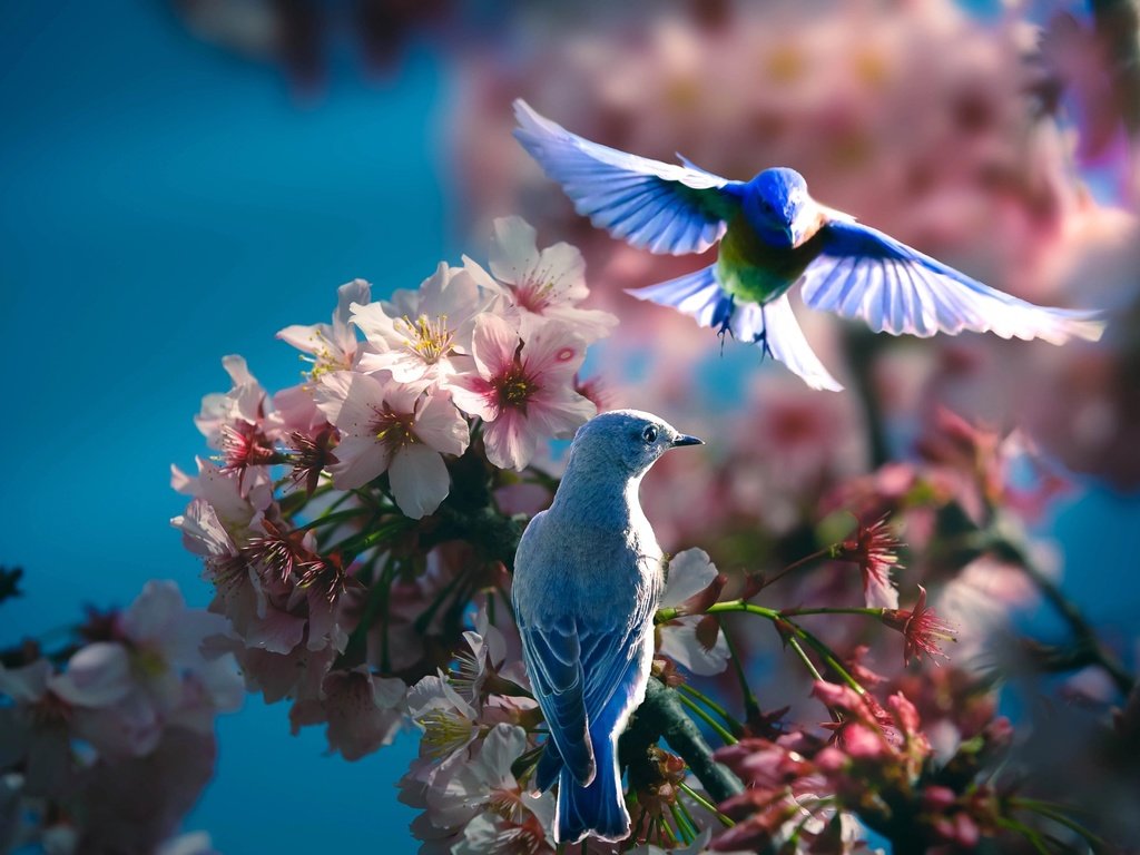 Обои природа, цветение, ветки, птицы, весна, пара, синица, thai phung, hai hung, nature, flowering, branches, birds, spring, pair, tit разрешение 2048x1365 Загрузить