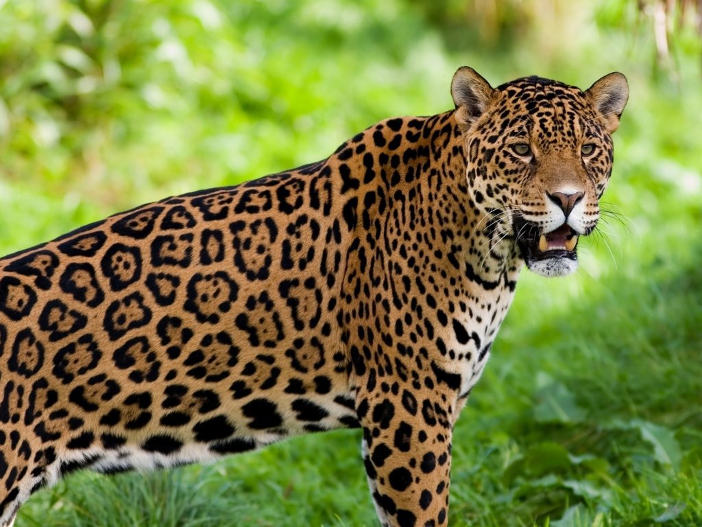 Обои ягуар, животное, jaguar, animal разрешение 1920x1200 Загрузить