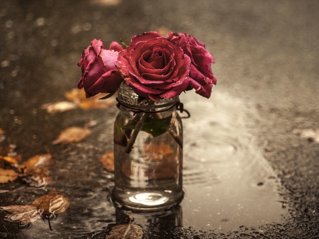 Обои цветы, розы, лужа, банка, flowers, roses, puddle, bank разрешение 2048x1300 Загрузить