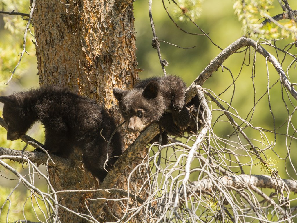 Обои дерево, парочка, на дереве, медвежата, барибал, tree, a couple, on the tree, bears, baribal разрешение 2048x1365 Загрузить