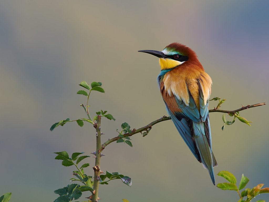 Обои природа, ветки, птица, золотистая щурка, nature, branches, bird, european bee-eater разрешение 2000x1334 Загрузить