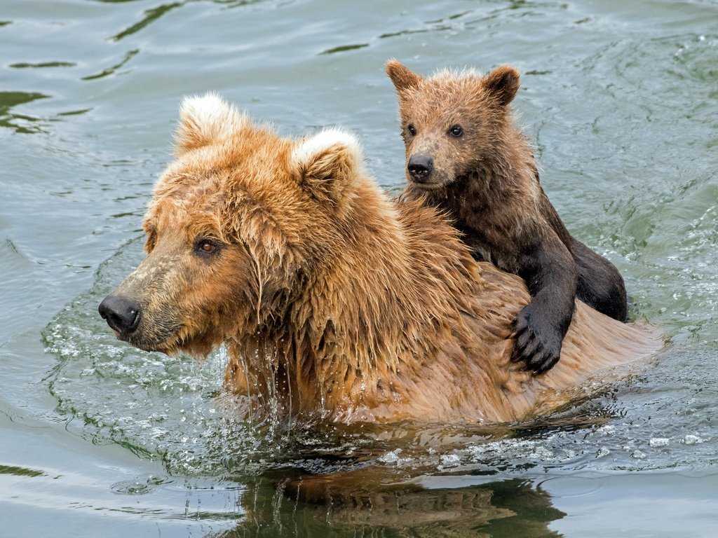 Обои вода, купание, медведи, медвежонок, гризли, медведица, water, bathing, bears, bear, grizzly разрешение 2047x1365 Загрузить