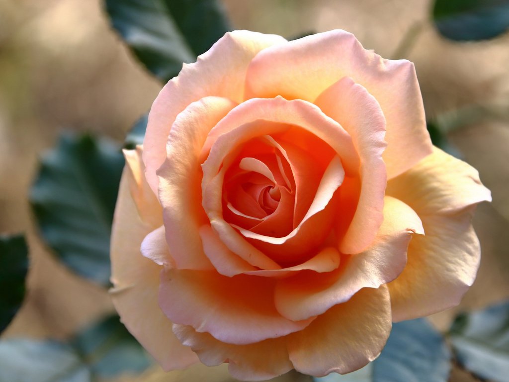 Обои свет, листья, цветок, роза, розовая, оранжевая, light, leaves, flower, rose, pink, orange разрешение 2112x1188 Загрузить