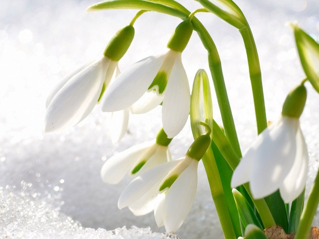 Обои весна, первые, подснежники, spring, first, snowdrops разрешение 1920x1080 Загрузить