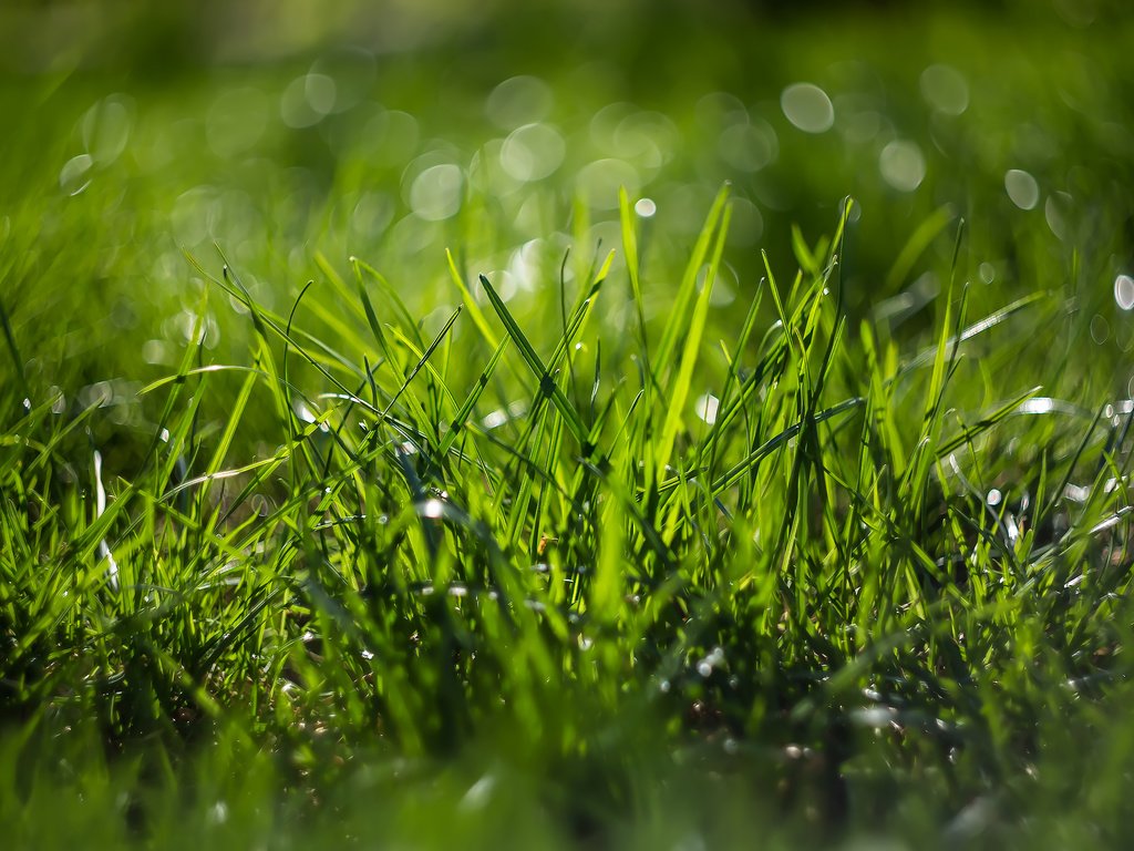 Обои трава, природа, макро, боке, grass, nature, macro, bokeh разрешение 2185x1457 Загрузить