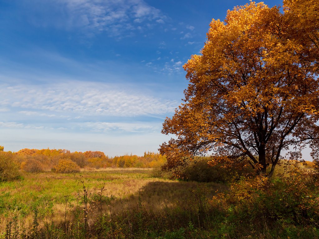 Обои небо, деревья, природа, пейзаж, поле, осень, дуб, the sky, trees, nature, landscape, field, autumn, oak разрешение 2304x1536 Загрузить